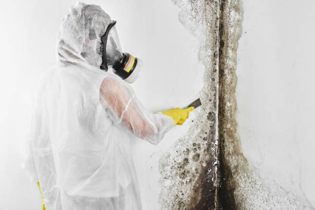 Best Forensic Mold Investigation  in Groves, TX